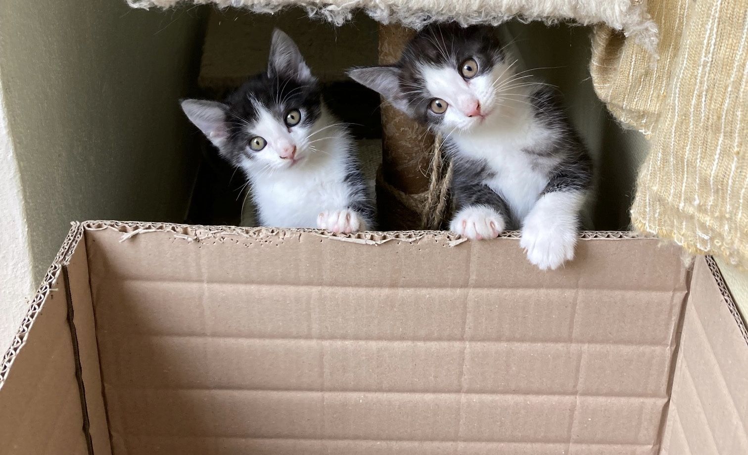 Katzenbaby suchen ein neues Zuhause