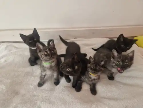 Babykatzen,  BLH Mix Kitten