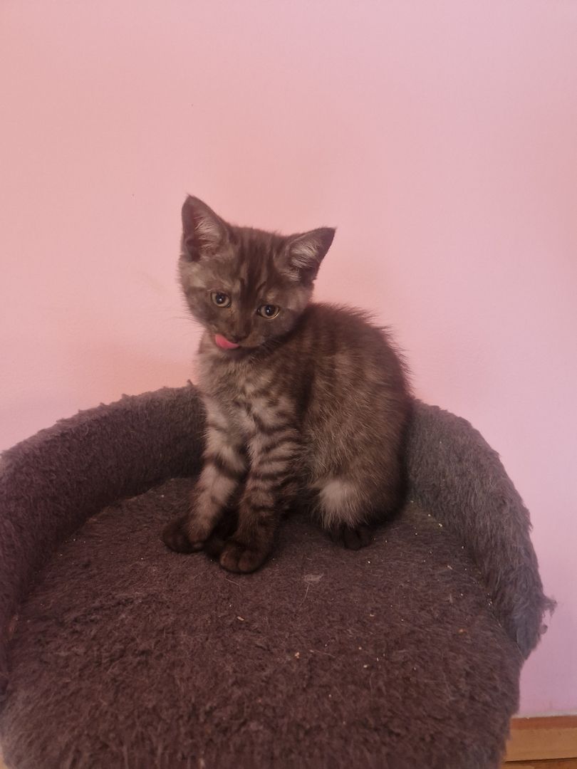 Babykatzen,  BLH Mix Kitten