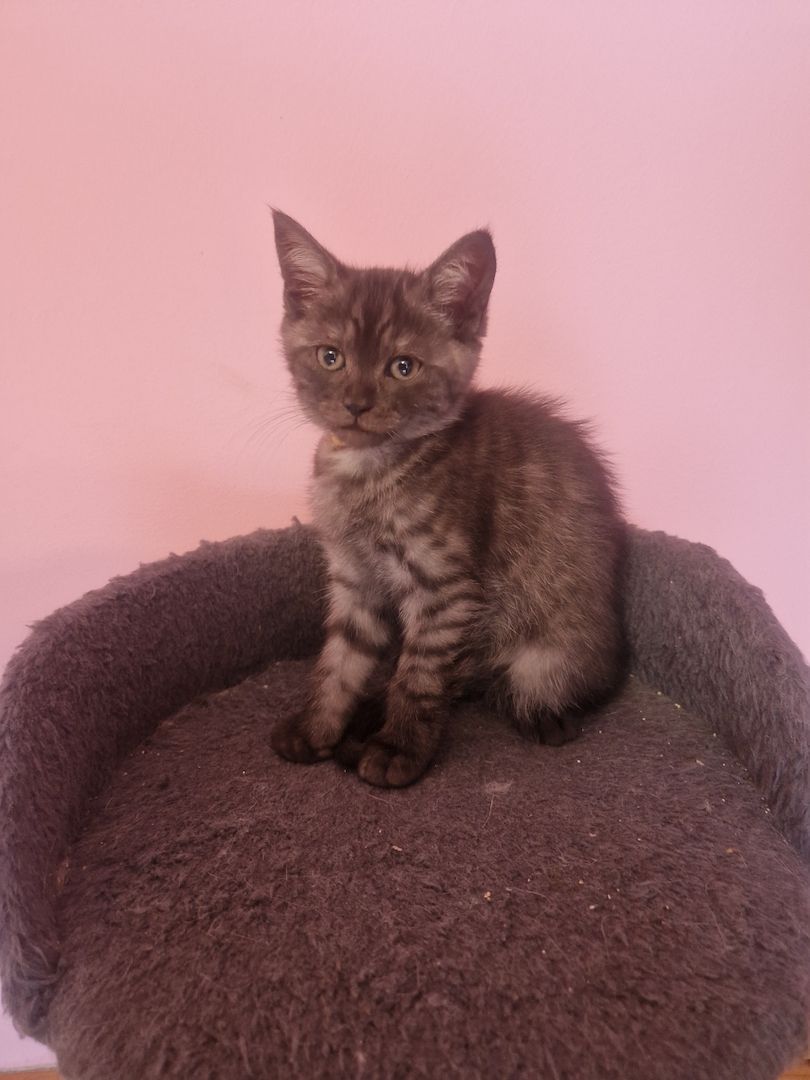 Babykatzen,  BLH Mix Kitten