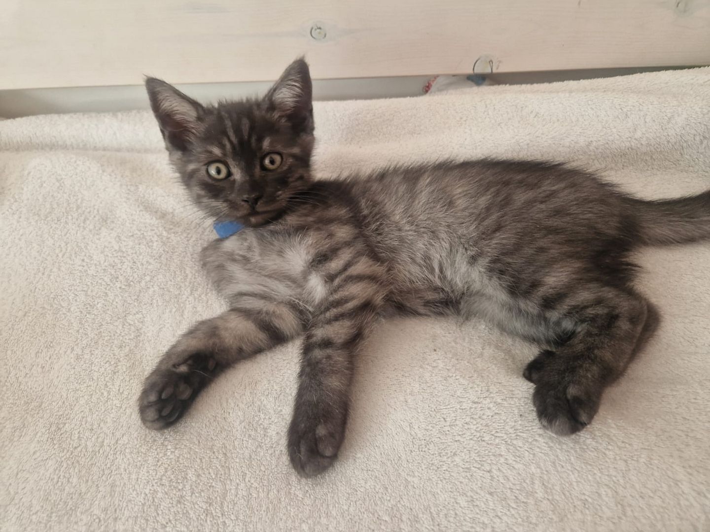 Babykatzen,  BLH Mix Kitten