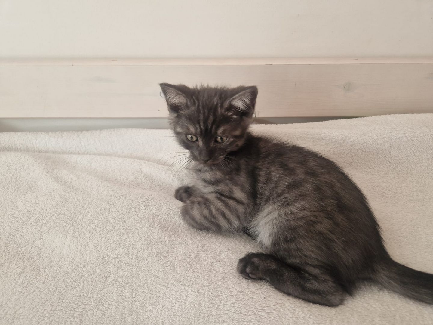 Babykatzen,  BLH Mix Kitten