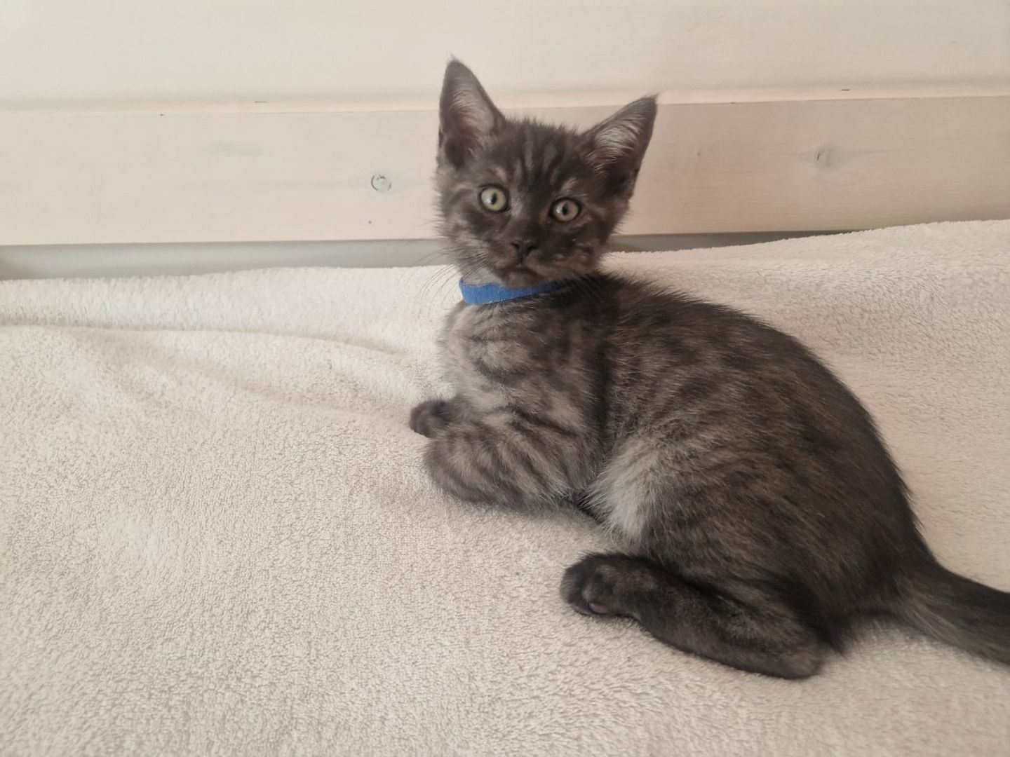 Babykatzen,  BLH Mix Kitten