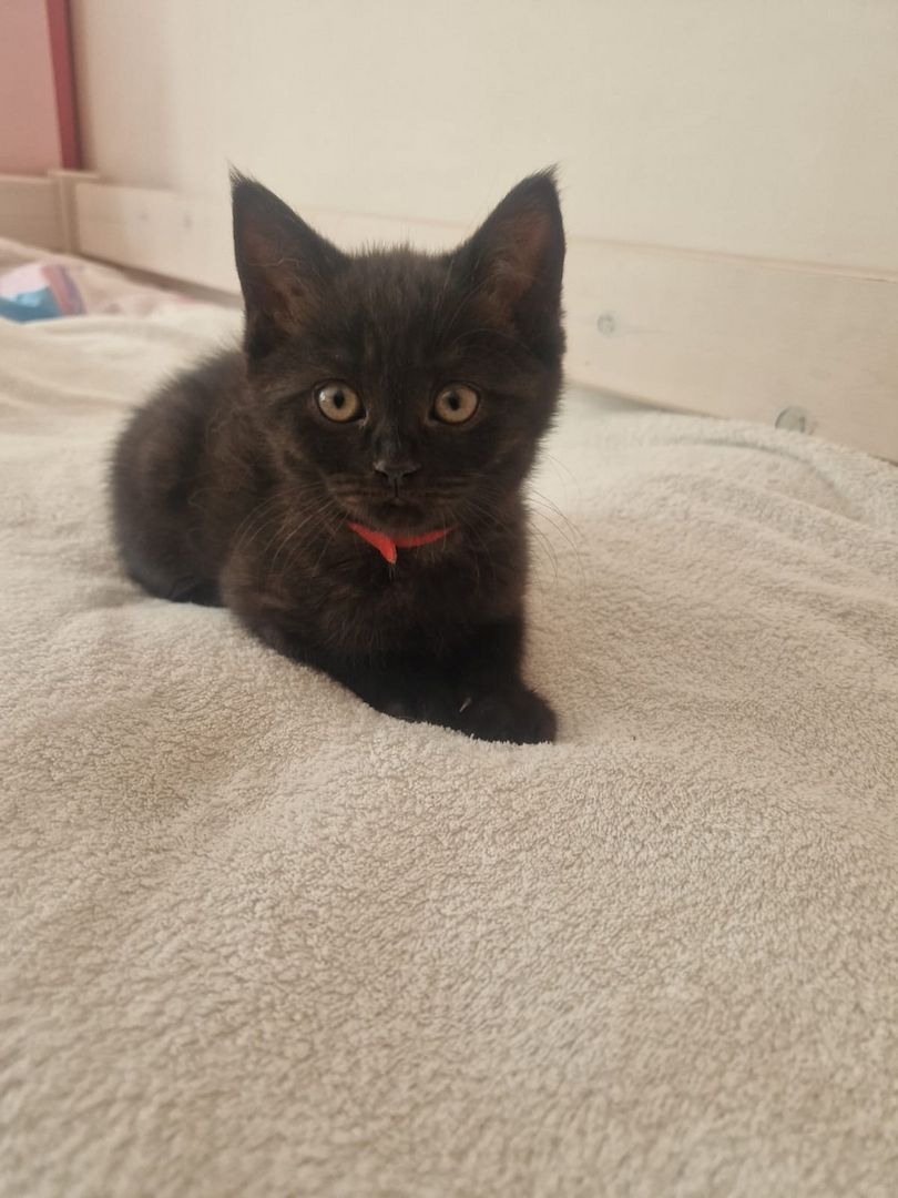 Babykatzen,  BLH Mix Kitten