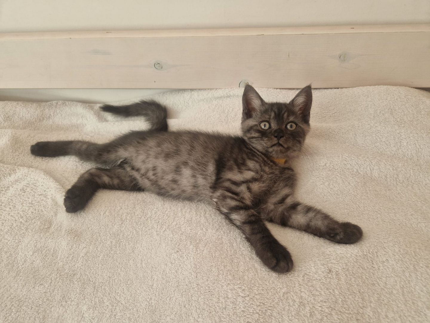 Babykatzen,  BLH Mix Kitten