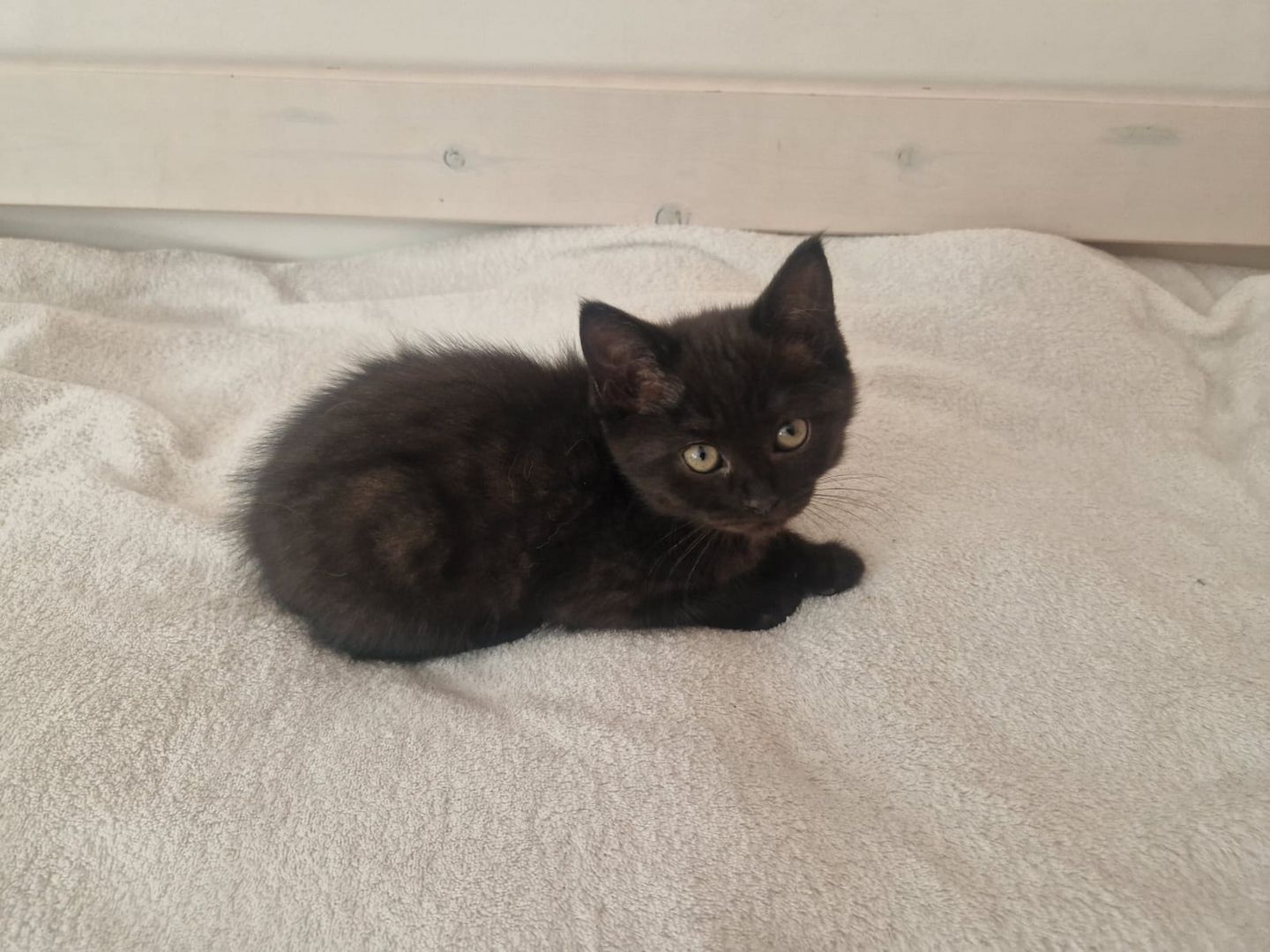 Babykatzen,  BLH Mix Kitten