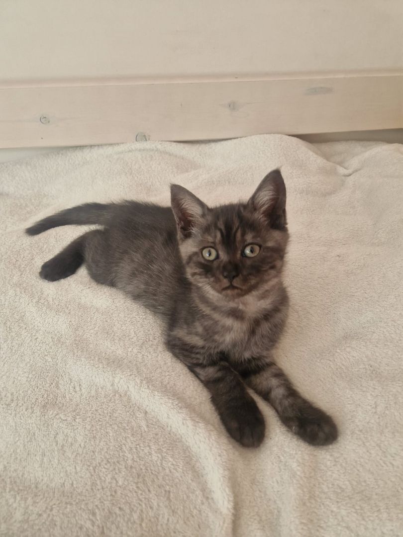 Babykatzen,  BLH Mix Kitten