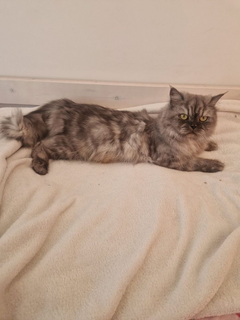 Babykatzen,  BLH Mix Kitten