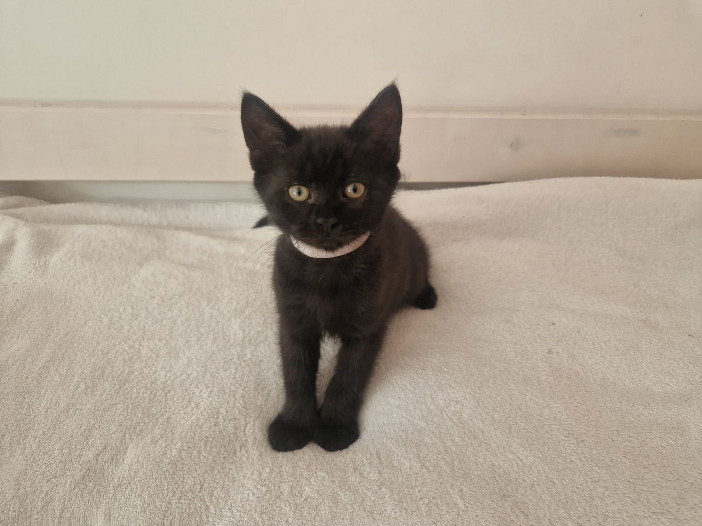 Babykatzen,  BLH Mix Kitten