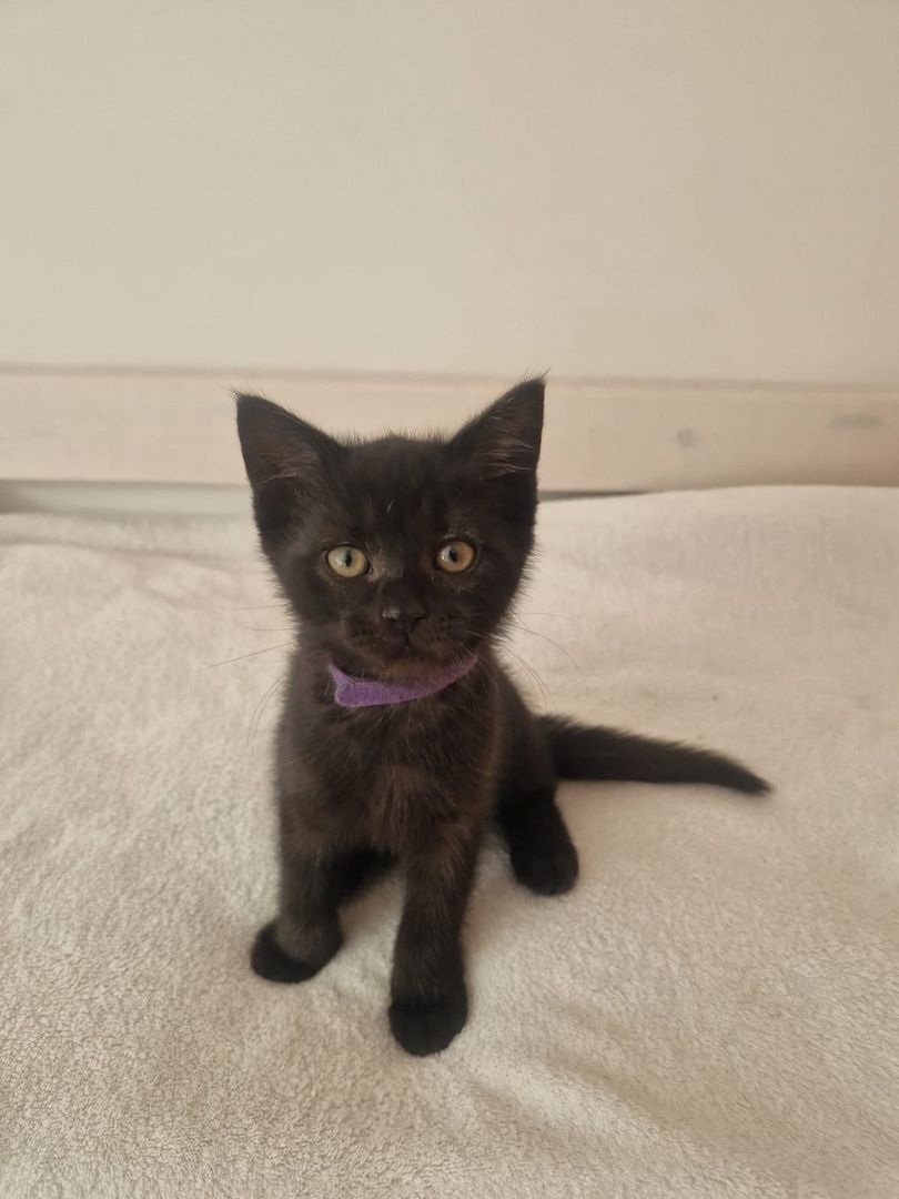 Babykatzen,  BLH Mix Kitten