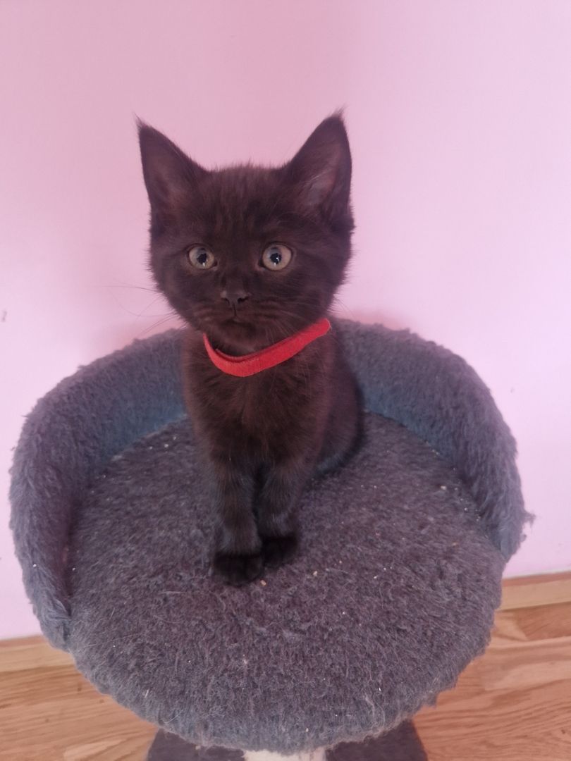 Babykatzen,  BLH Mix Kitten