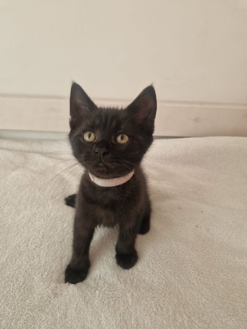 Babykatzen,  BLH Mix Kitten