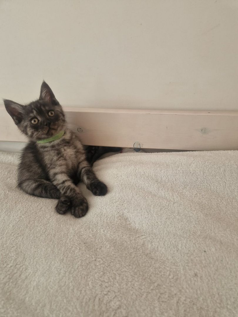 Babykatzen,  BLH Mix Kitten