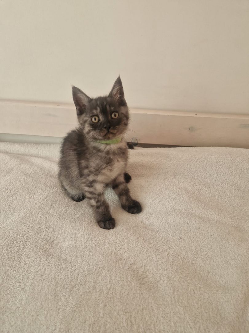 Babykatzen,  BLH Mix Kitten