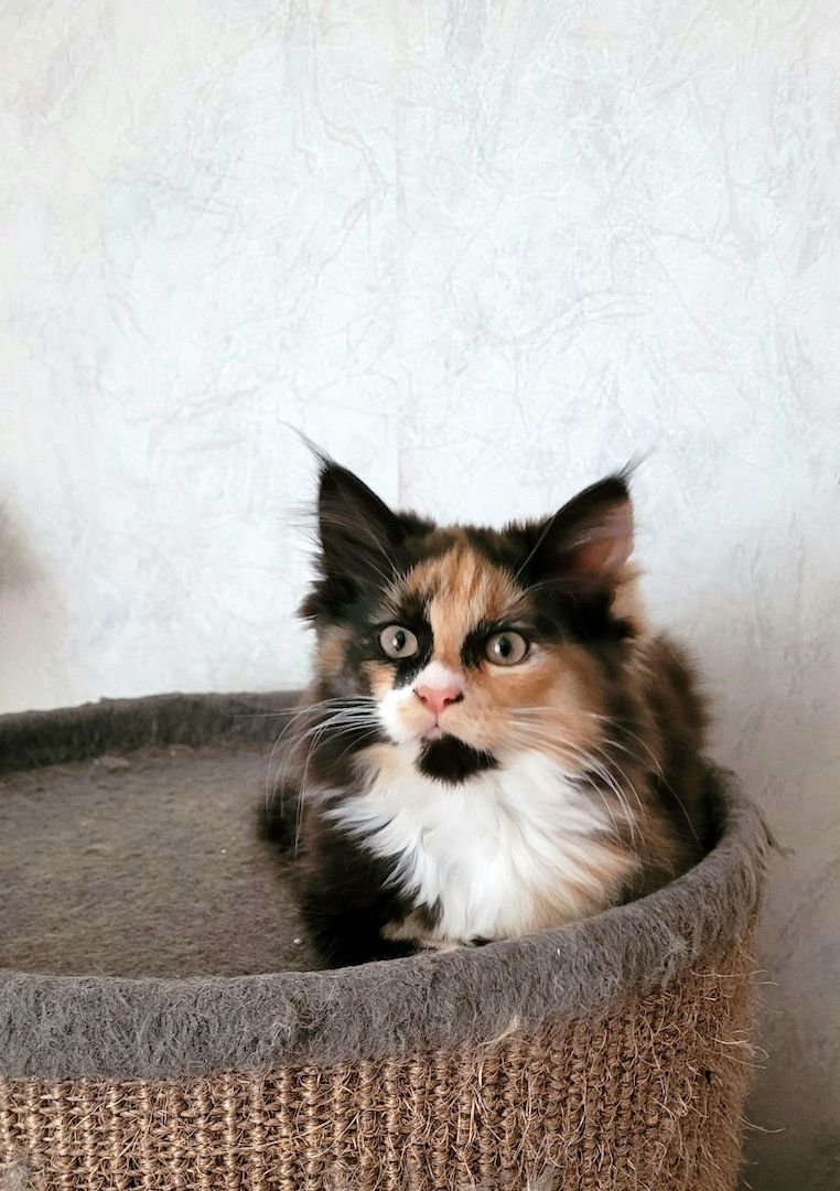 Maine Coon-Norw.Waldkatze