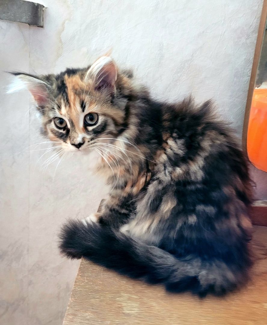 Maine Coon-Norw.Waldkatze