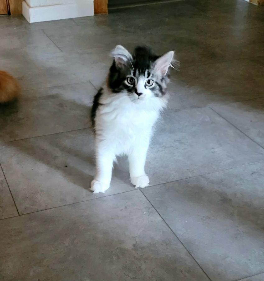 Maine Coon-Norw.Waldkatze