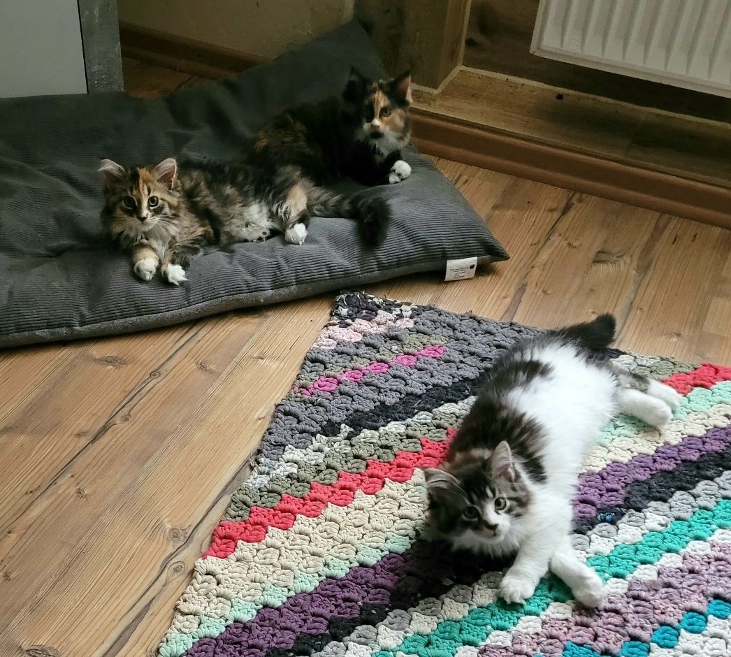 Maine Coon-Norw.Waldkatze