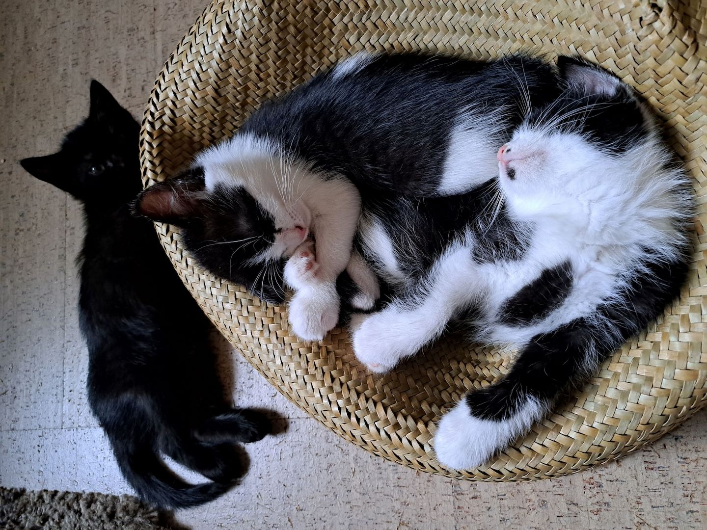 Britisch Kurzhaar Mix Kitten