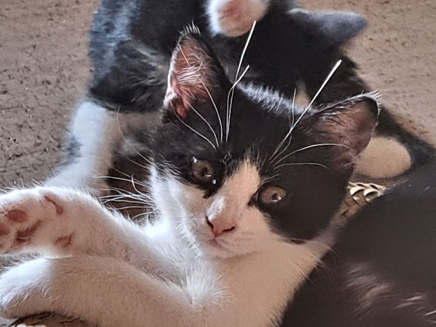 Britisch Kurzhaar Mix Kitten