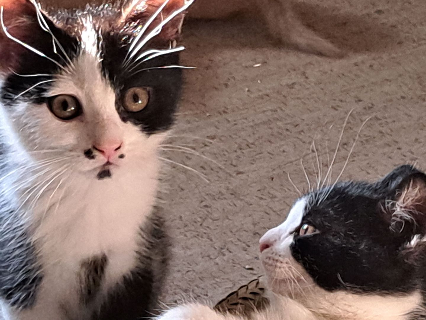 Britisch Kurzhaar Mix Kitten