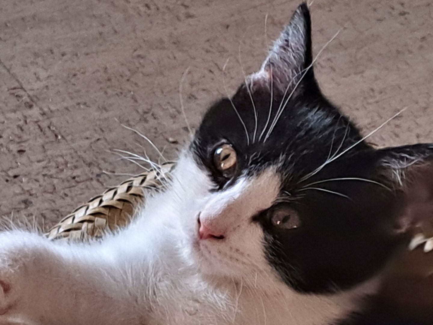 Britisch Kurzhaar Mix Kitten