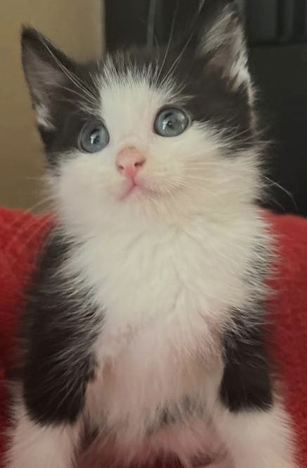 Maine-coon bkh mix Katzenbabys abzugeben