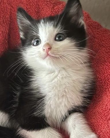 Maine-coon bkh mix Katzenbabys abzugeben