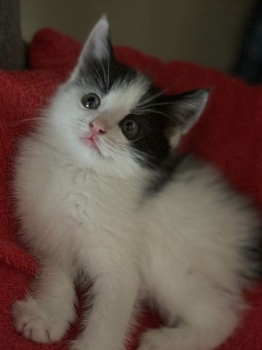 Maine-coon bkh mix Katzenbabys abzugeben