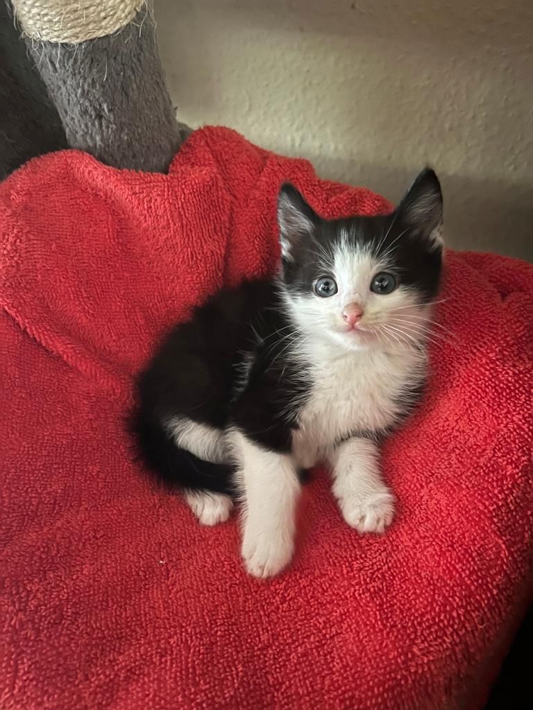 Maine-coon bkh mix Katzenbabys abzugeben