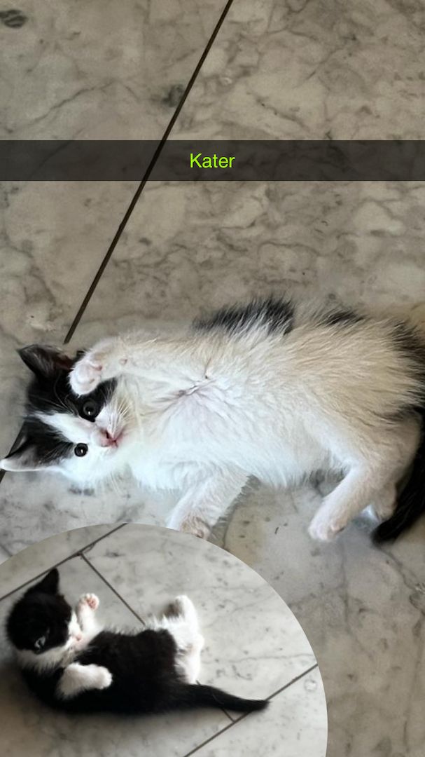 Maine-coon bkh mix Katzenbabys abzugeben