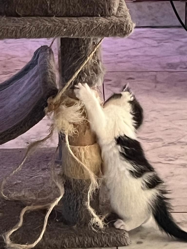 Maine-coon bkh mix Katzenbabys abzugeben