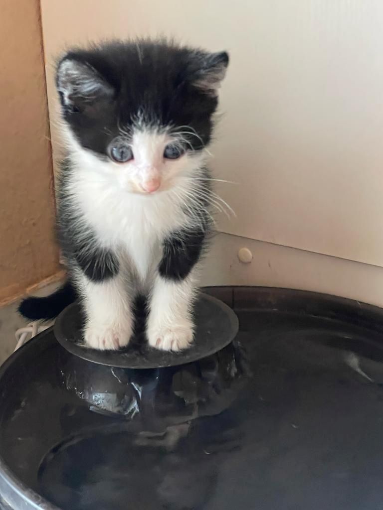 Maine-coon bkh mix Katzenbabys abzugeben