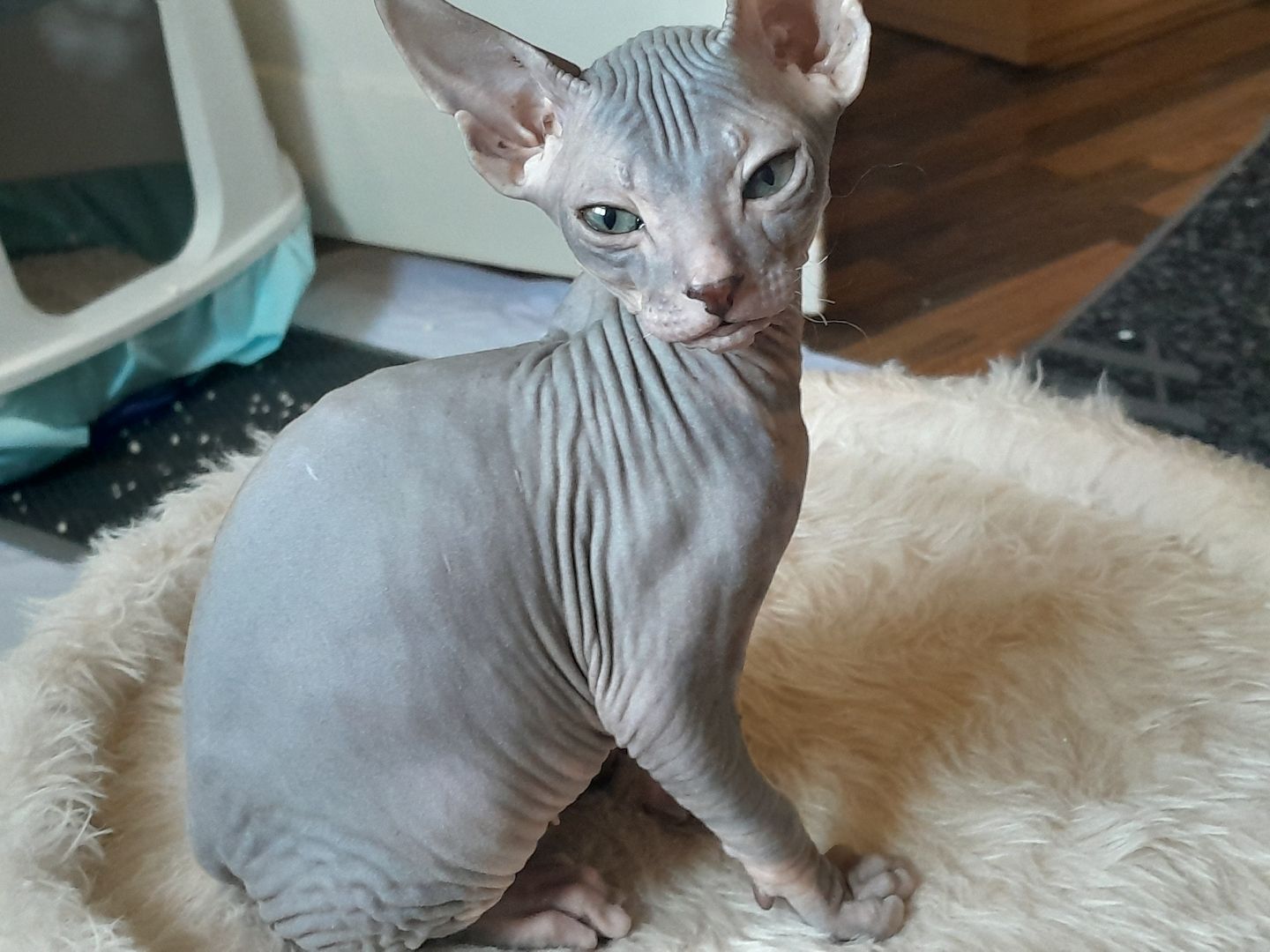 Don Sphynx Kitten abgabebereit
