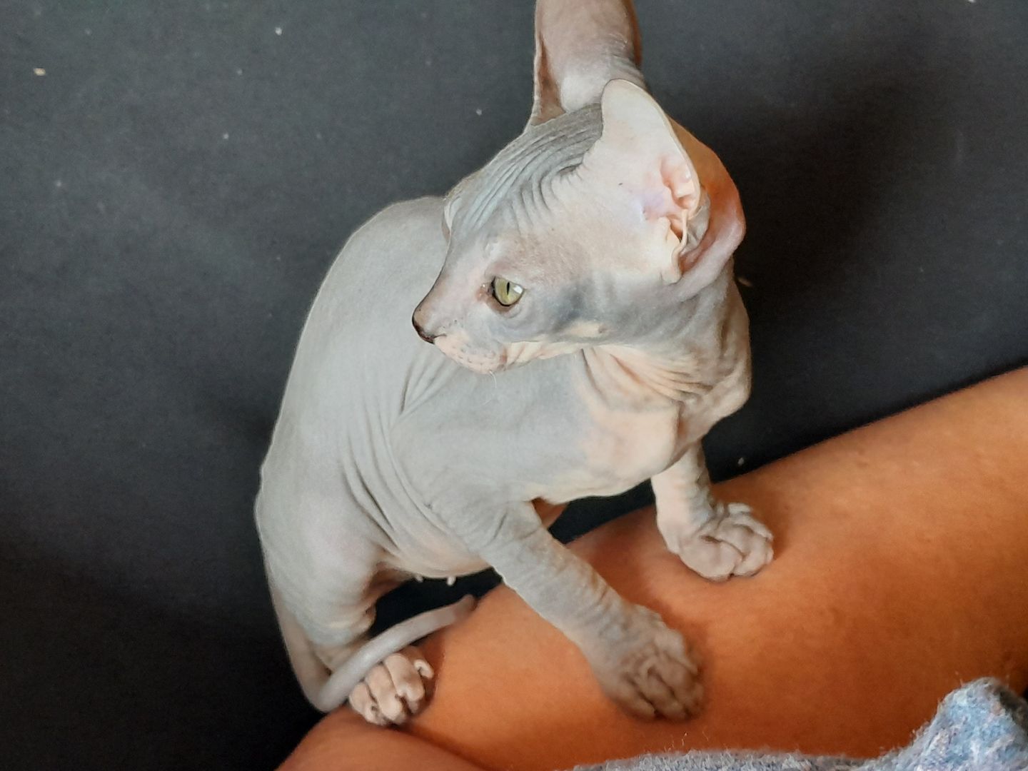 Don Sphynx Kitten abgabebereit