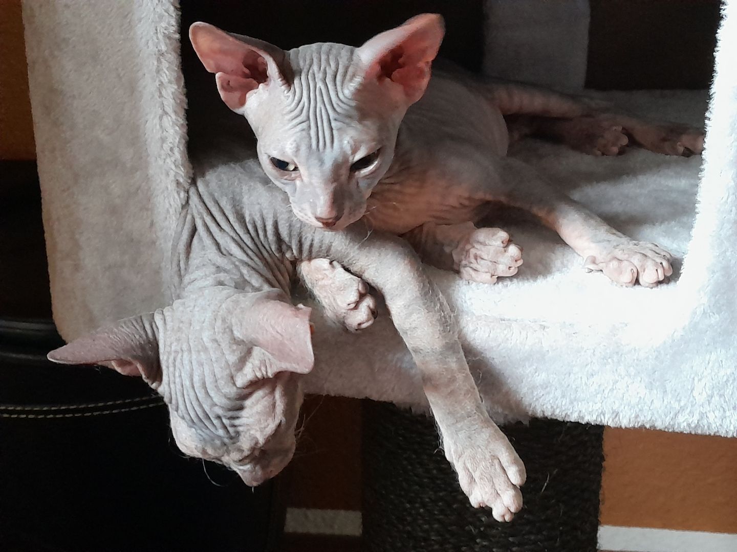Don Sphynx Kitten abgabebereit