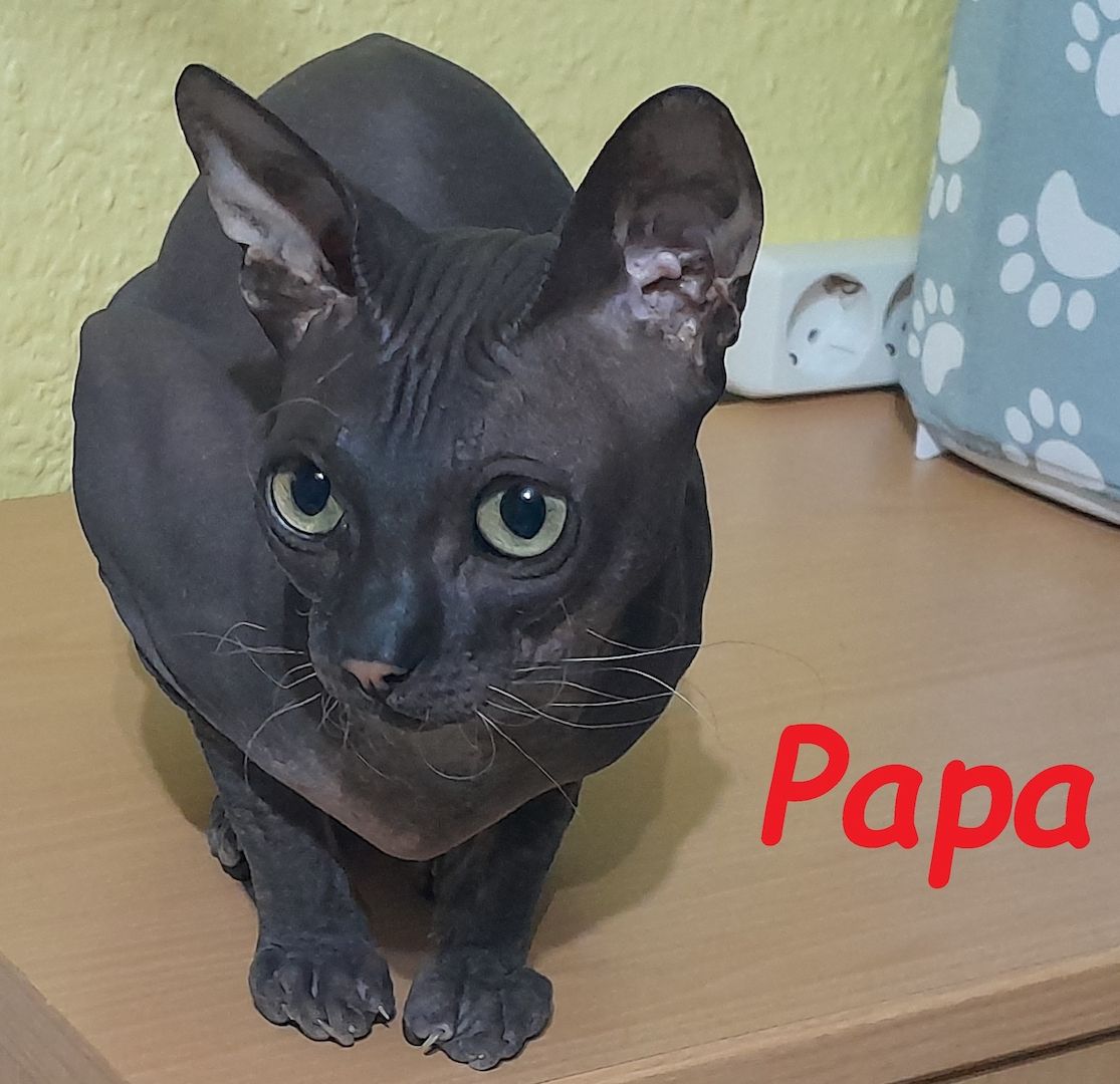 Don Sphynx Kitten abgabebereit