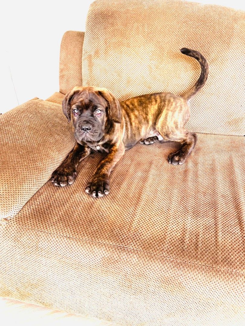 Wir haben 2 männliche und 2 weibliche Cane Corso, die auf der Suche nach einem guten 🏠 sind. Wir haben 2 männliche und 2 weibliche Cane Corso, die auf der Suche nach einem guten 🏠 sind.