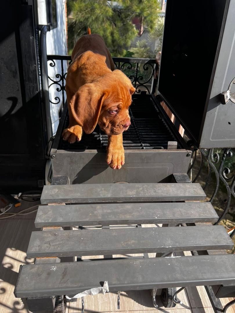 Wir haben 2 männliche und 2 weibliche Cane Corso, die auf der Suche nach einem guten 🏠 sind. Wir haben 2 männliche und 2 weibliche Cane Corso, die auf der Suche nach einem guten 🏠 sind.