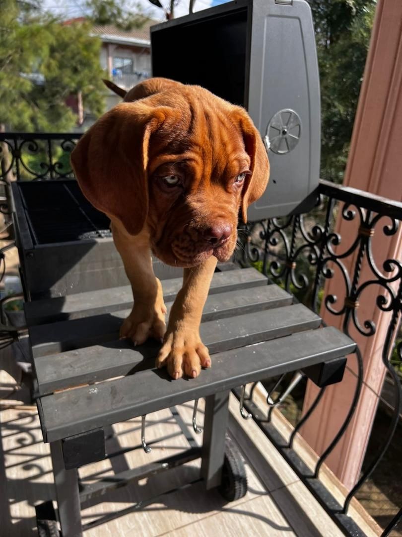 Wir haben 2 männliche und 2 weibliche Cane Corso, die auf der Suche nach einem guten 🏠 sind. Wir haben 2 männliche und 2 weibliche Cane Corso, die auf der Suche nach einem guten 🏠 sind.