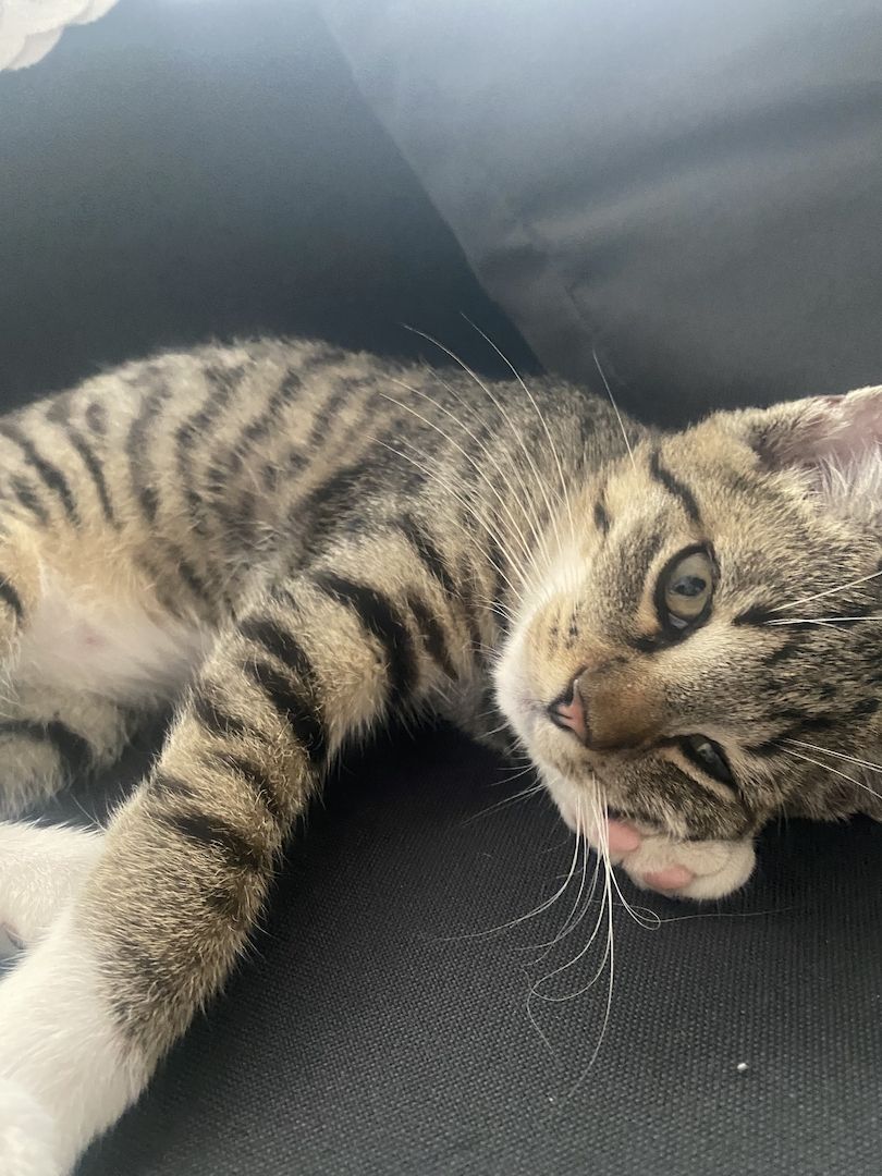 Europäische Kurzhaar kitten sucht Neues Zuhause