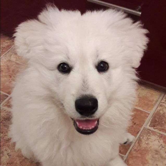 Weiße Schäferhundwelpen Weiße Schäferhundwelpen