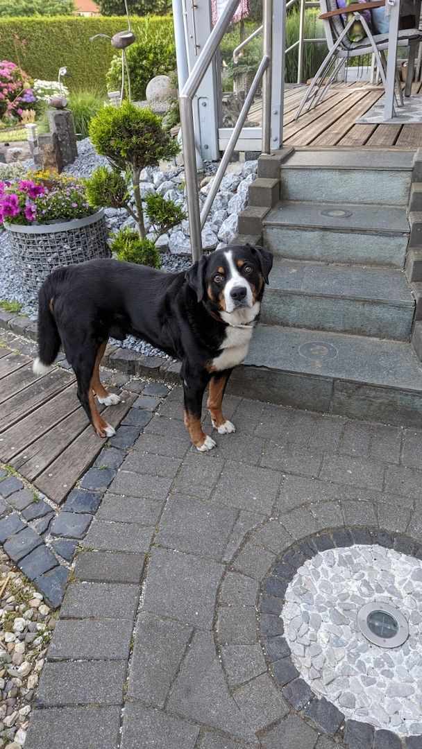 Appenzeller  Welpen Appenzeller  Welpen