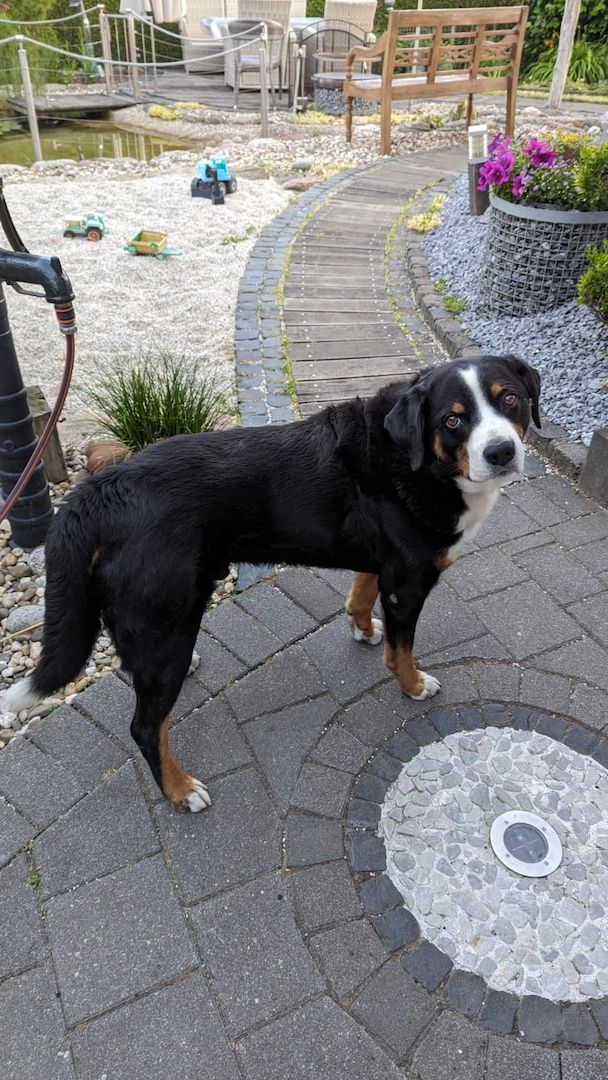 Appenzeller  Welpen Appenzeller  Welpen