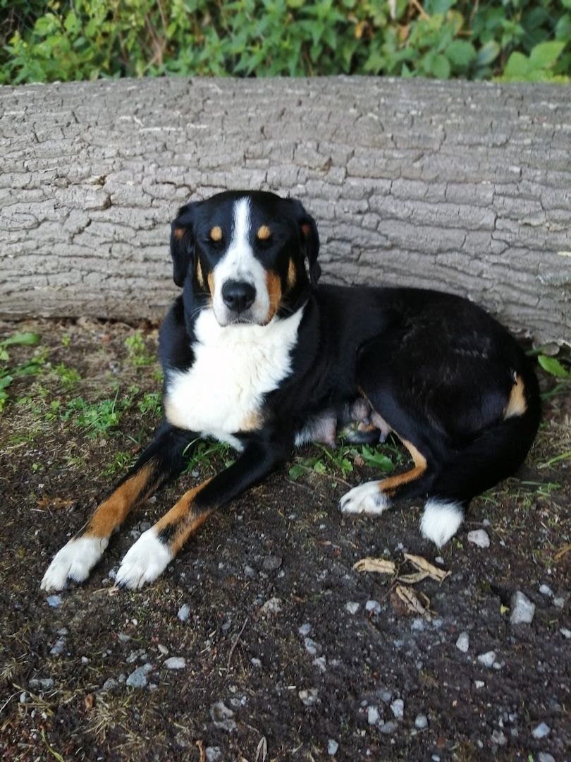 Appenzeller  Welpen Appenzeller  Welpen