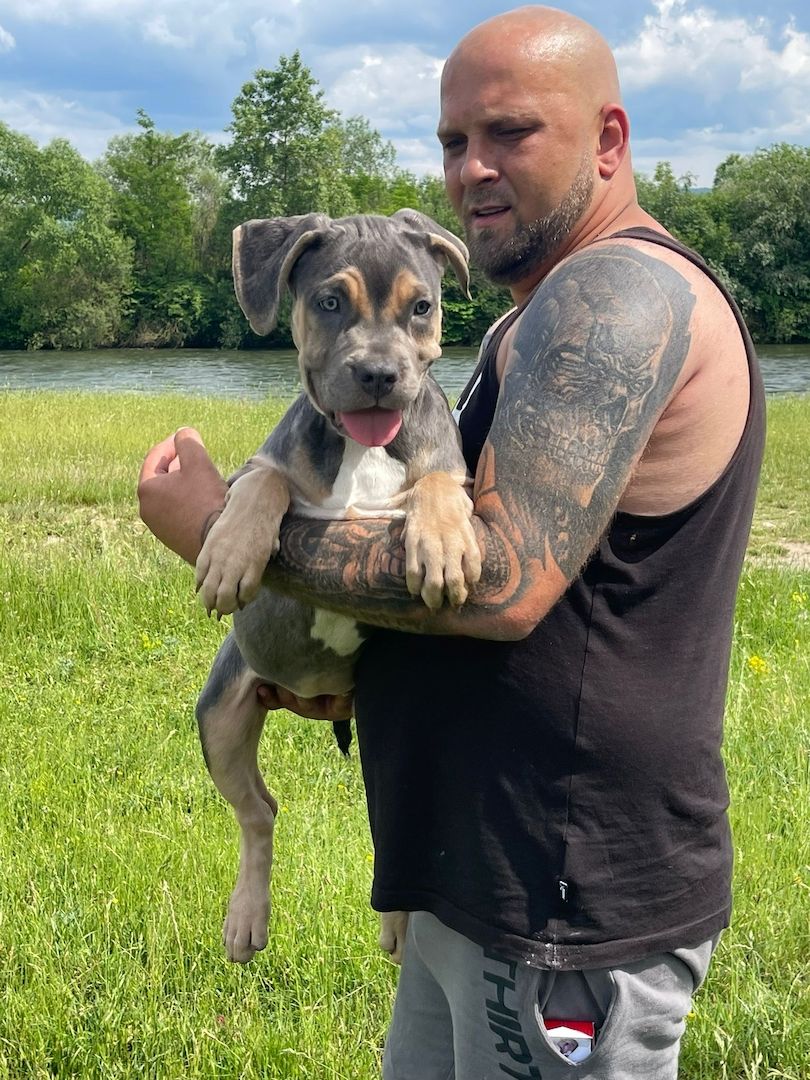 American Bully XL Tricolor Welpe