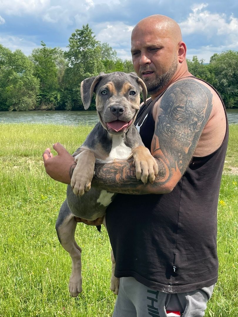 American Bully XL Tricolor Welpe