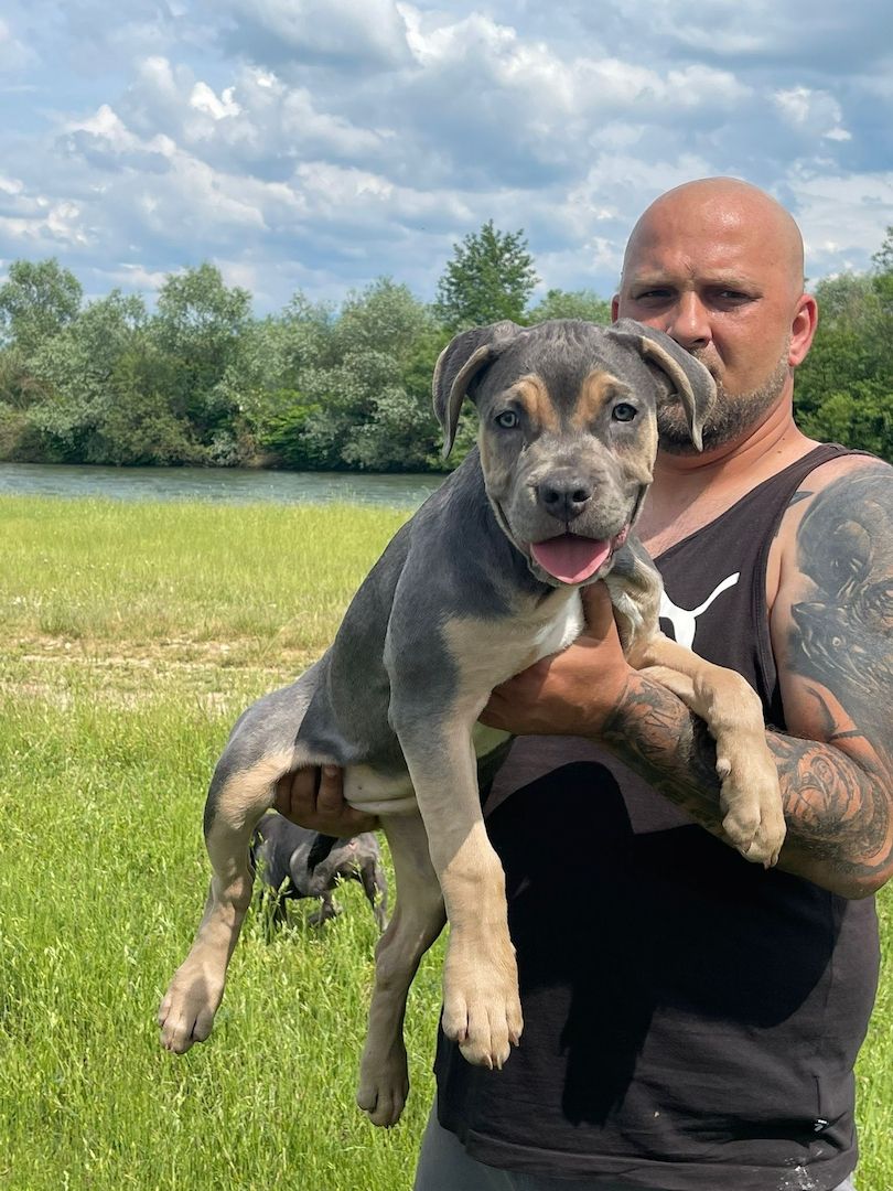 American Bully XL Tricolor Welpe