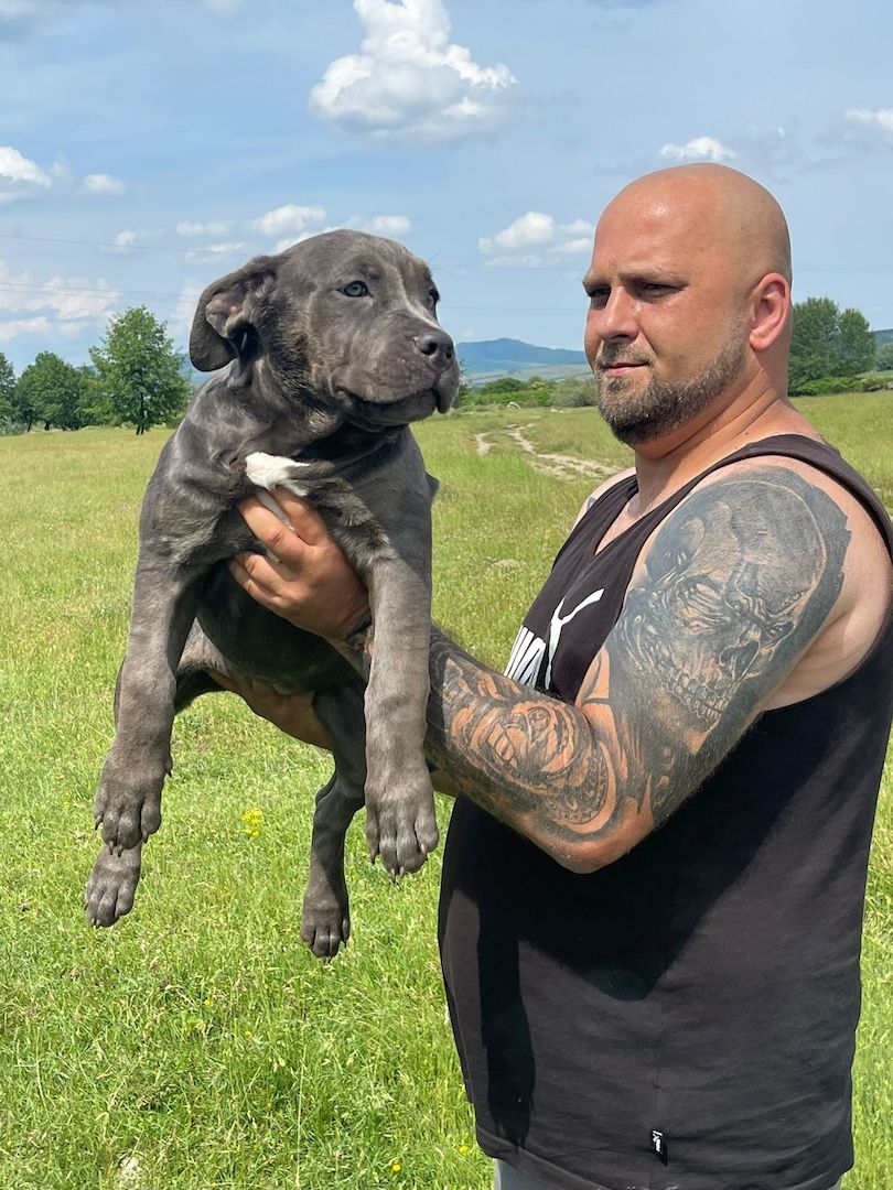 American Bully Welpin