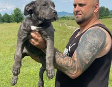 American Bully Welpin